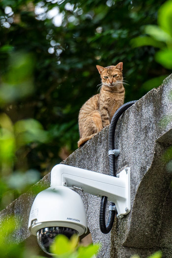services-01 A tabby cat perched on a concrete wall beside a dome CCTV camera.